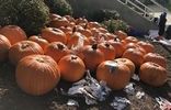 Surviving pumpkins